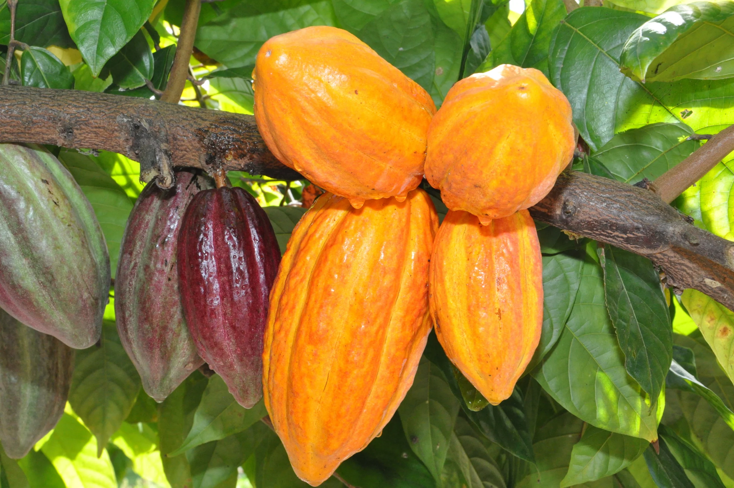 Dia Nacional do Cacau: conheça a cultura e os benefícios do fruto no ...