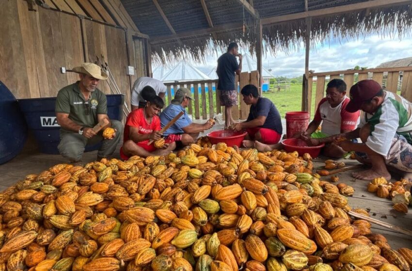 O cacau do Acre e a preciosidade da floresta que aponta para um futuro promissor da cultura cacaueira na região