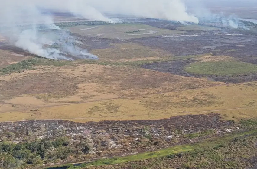 Alerta de desmatamento cresce na região amazônica e mobiliza governo em ano de COP 30