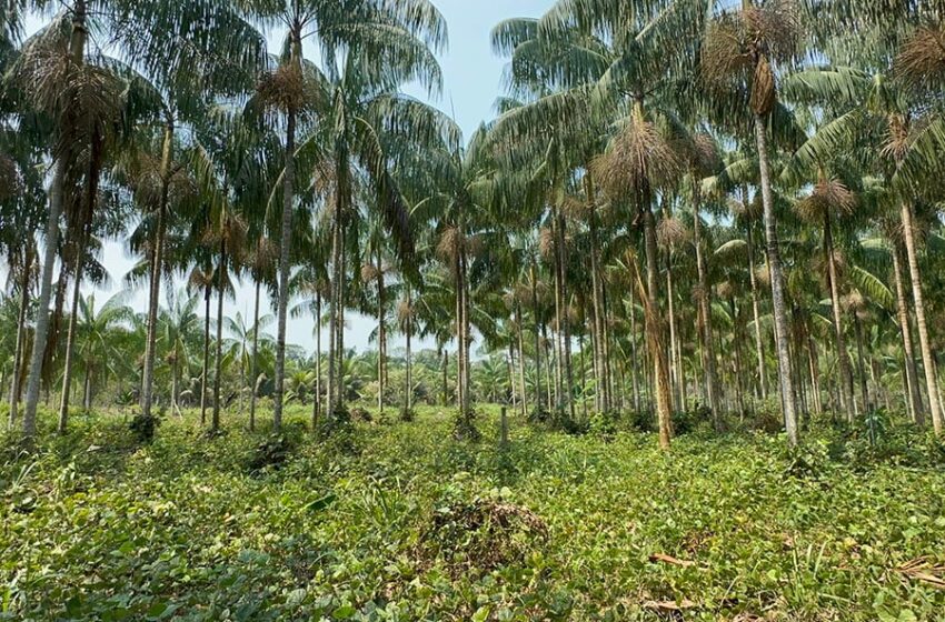 Embrapa: cultivo sustentável de açaí-solteiro