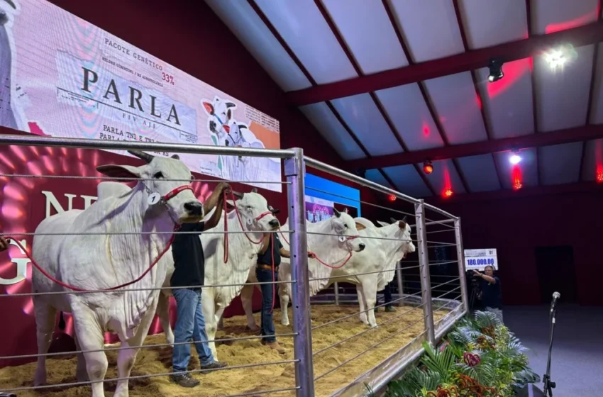 Pecuária brasileira atinge marco histórico com recorde do pacote genético de Parla FIV AJJ