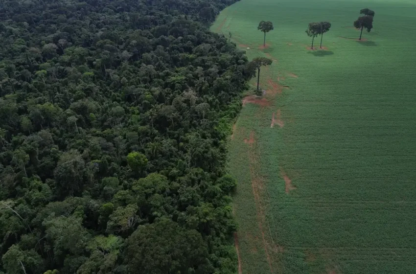 Trópicos registram perda recorde de floresta primária
