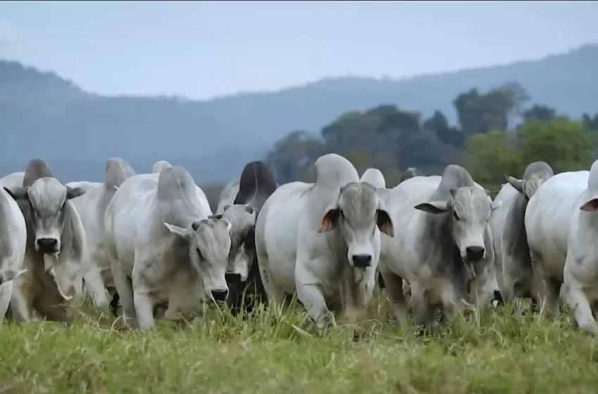 Integração lavoura, pecuária e floresta podem ajudar na recuperação de áreas agrícolas