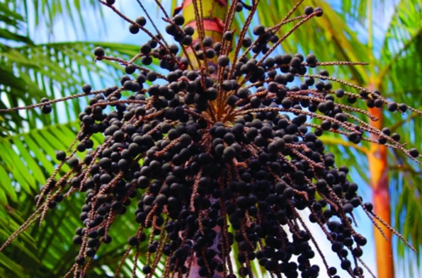 Caroço de açaí e mandioca são utilizados em pesquisa para produção de embalagens sustentáveis no Pará