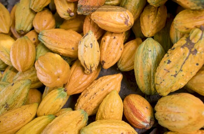  Cacau orgânico ganha força no Pará e impulsiona restauração florestal no Médio Xingu. Estado é o maior produtor nacional do fruto.