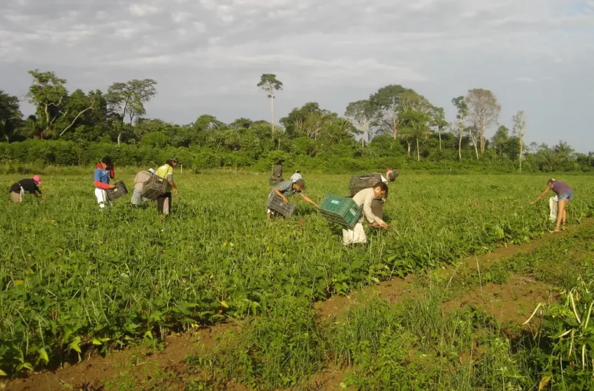 Agricultura familiar responde por 23% da produção agropecuária e 67% dos empregos no campo