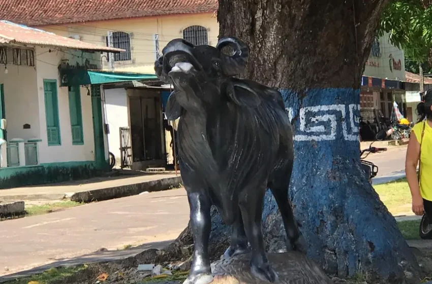 Desenvolvimento da cadeia produtiva do búfalo com respeito às tradições marajoaras tem estímulo do Estado, via Sedap