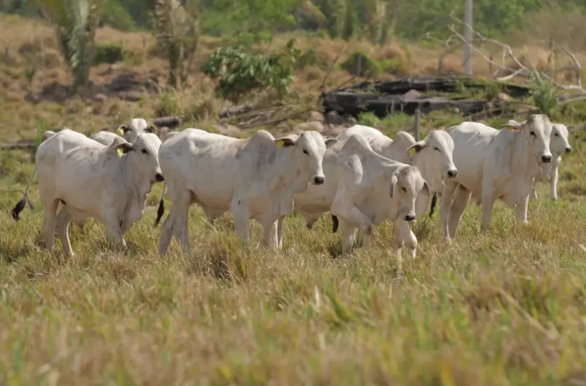  Alô produtor rural! Adepará faz última convocação para atualização cadastral dos rebanhos.