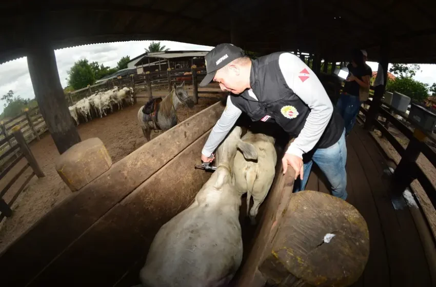  Adepará destaca prazo final para vacinação obrigatória contra a raiva em 50 municípios