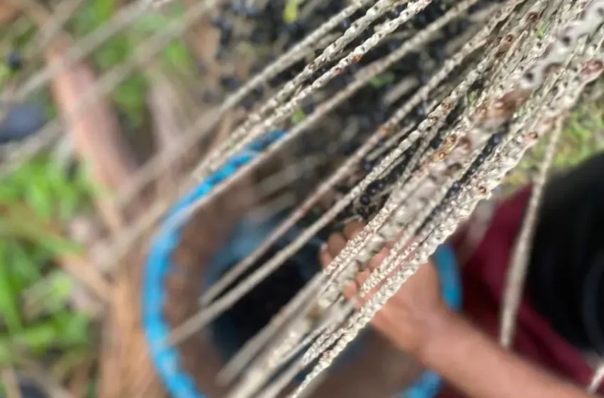  Mais de 25 mil agricultores paraenses são beneficiados com crédito em 2025