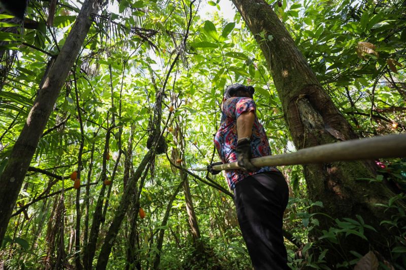 Agricultor de Itaituba retoma planos de produção após receber CAR do Sítio São José