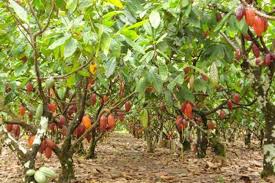  Cacau amazônico no centro do debate: propostas buscam proteger produtores e elevar qualidade do chocolate brasileiro