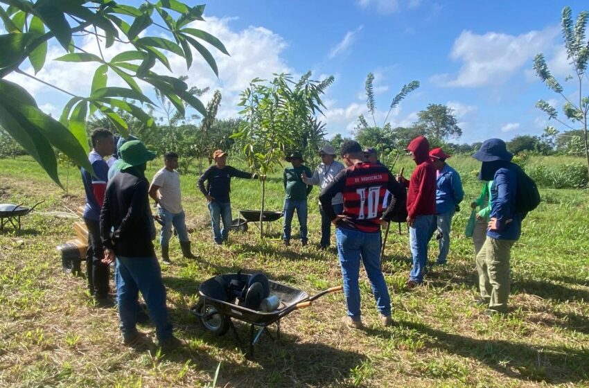  Tecnologia no campo: parceria com a Embrapa impulsiona agricultura familiar no Marajó