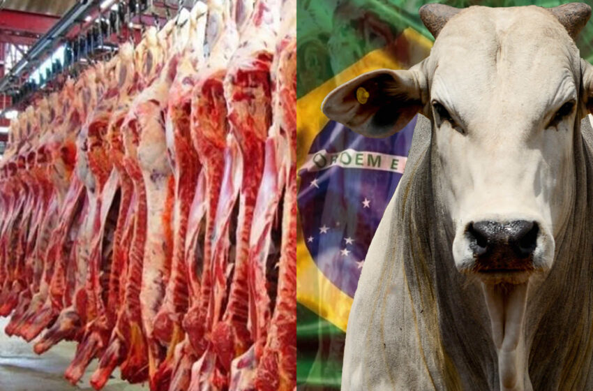  Carne cara no prato e lucro no exterior: escassez de gado, exportações recordes e clima pressionam bolso do brasileiro — até no Pará, gigante do rebanho