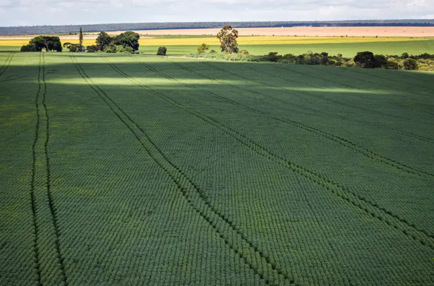  Profert avança em Brasília e pode abrir nova frente para a indústria de fertilizantes no Pará