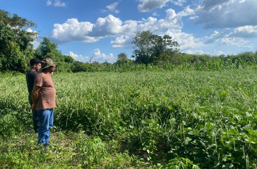  Portel fortalece produtores rurais com sementes de Feijão-Caupi e milho da Embrapa