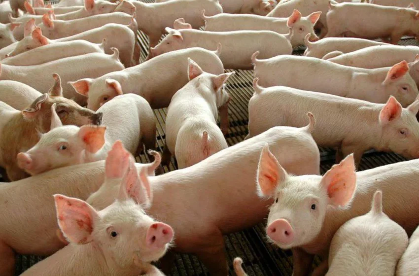  Suinocultura do Pará busca novo ciclo de crescimento e pode se tornar uma das apostas do agronegócio amazônico