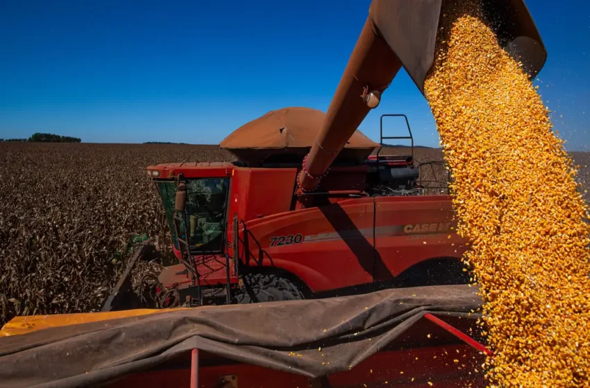  Safra recorde de grãos no Brasil em 2026 reforça oportunidades para o agronegócio no Pará