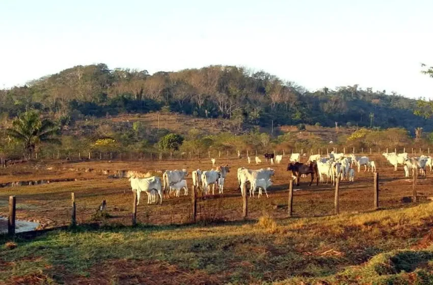  Avanço da agropecuária pressiona áreas protegidas da Amazônia e acende alerta para o Pará